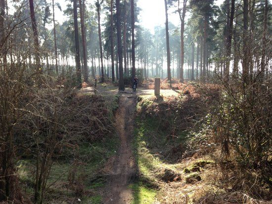Thetford Forest Park