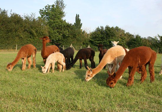 Woodbine Farm Alpacas