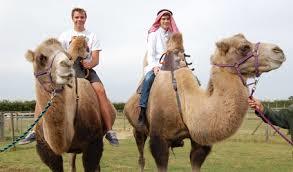 Camel Park Oasis