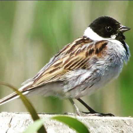 Hen Reedbeds